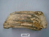 藏品(象齒化石)的圖片